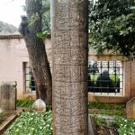 Excursion urbaine - “Sur les traces des épitaphes ottomanes à Beykoz”