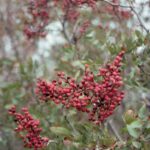 Série des Jeunes Chercheurs de l'IFEA: Idées et Méthodes actuelles en Interprétation Archéologique