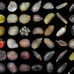 Do grains make the difference? Plant economies during the development of urban societies in Upper and Lower Mesopotamia. New archaeobotanical studies in Iraq.